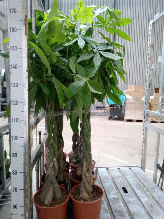 <h4>Pachira aquatica</h4>