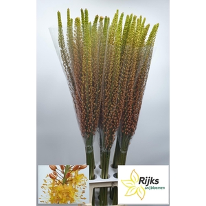 EREMURUS RUMBA