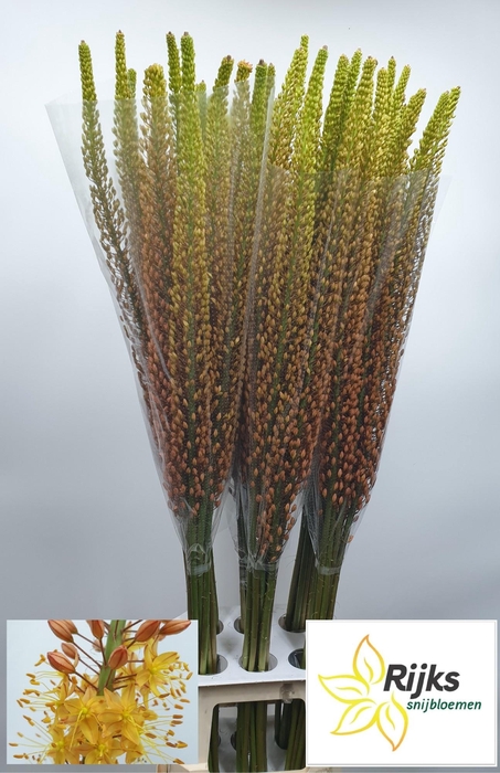 <h4>EREMURUS RUMBA</h4>