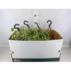 Hedera helix 'White Wonder'