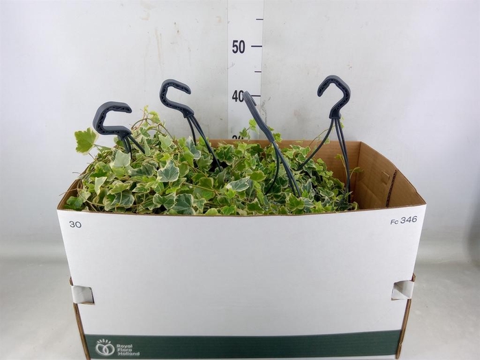 <h4>Hedera helix 'White Wonder'</h4>