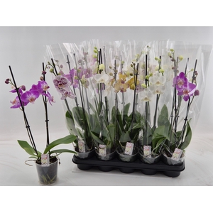 PHAL GEM