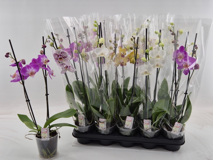 <h4>PHAL GEM</h4>