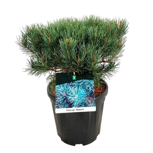 Pinus sylv. 'Watereri'