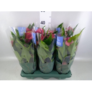 Anthurium andr. 'Pure Purple'