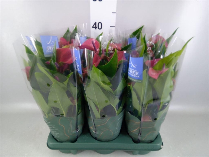 <h4>Anthurium andr. 'Pure Purple'</h4>