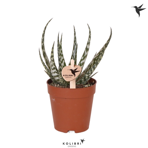 <h4>Kolibri Greens Succulenten Aloë Kiowa</h4>