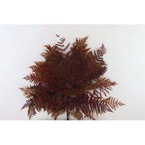 Pres Bracken Fern 5pc Mix Autumn Bunch