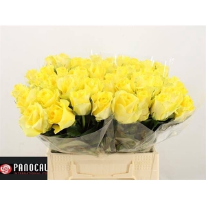 R GR MINION ROSE