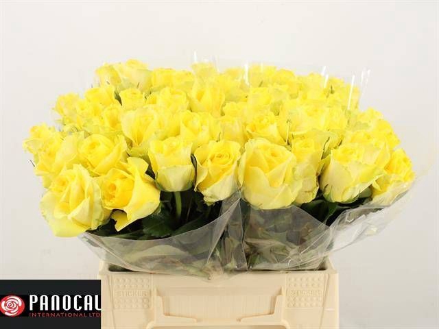 <h4>R GR MINION ROSE</h4>