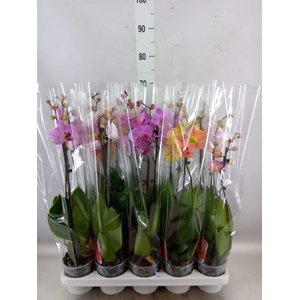 Phalaenopsis   ...mix