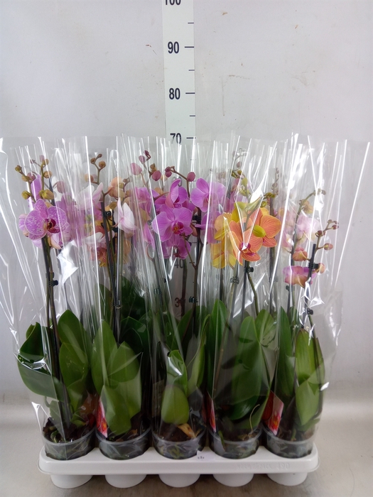 <h4>Phalaenopsis   ...mix</h4>