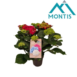 Hydrangea River Fire 15 cm 9+