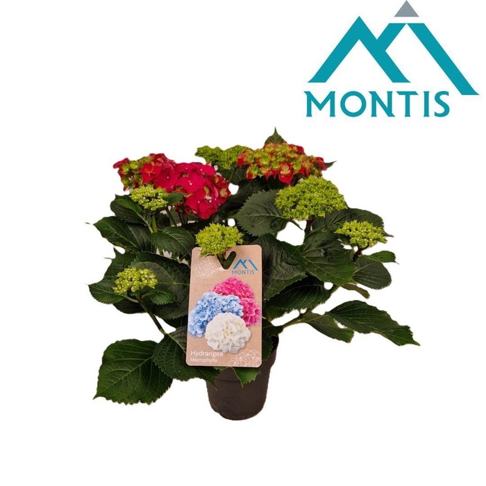 <h4>Hydrangea River Fire 15 cm 9+</h4>