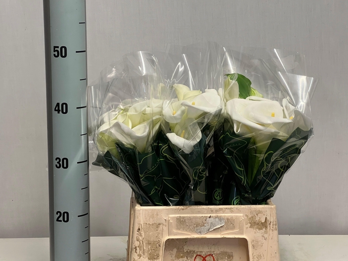 <h4>ZANT AE CHILDSIANA</h4>