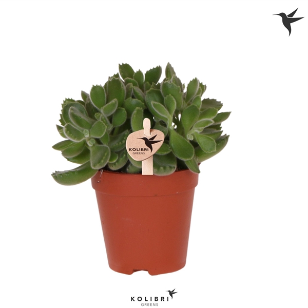 <h4>Kolibri Greens Succulenten Cotyledon Green Footprint</h4>