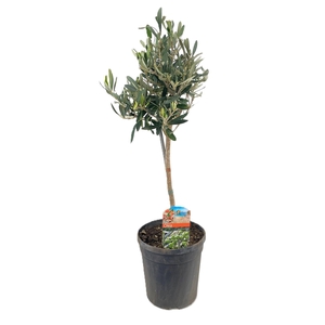 Olea europaea