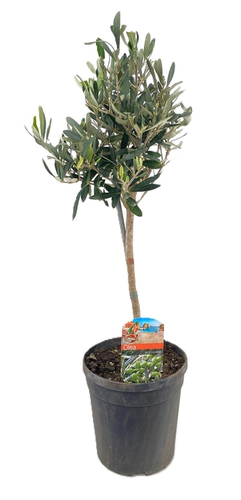 <h4>Olea europaea</h4>