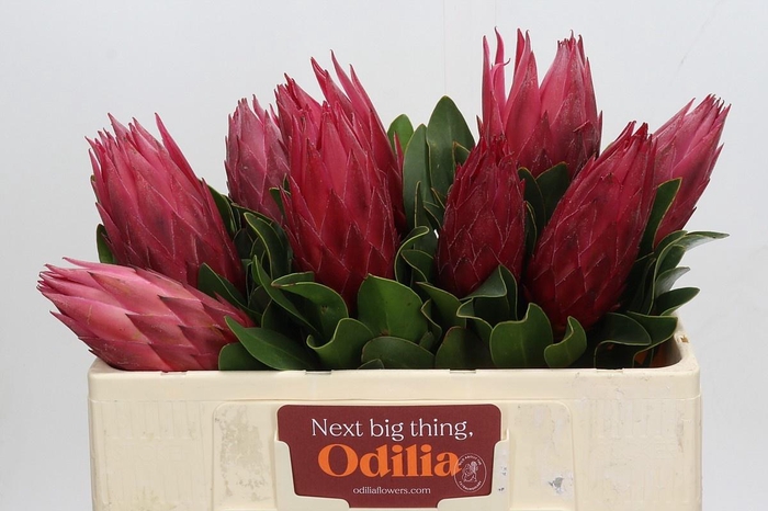 <h4>PROTEA CY MADIBA</h4>