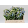 Oxypetalum Tweedia Blue