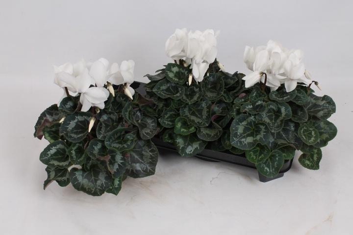 <h4>CYCL GR SUP MAMMOTH</h4>