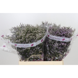 Limonium ov Safora Lilac