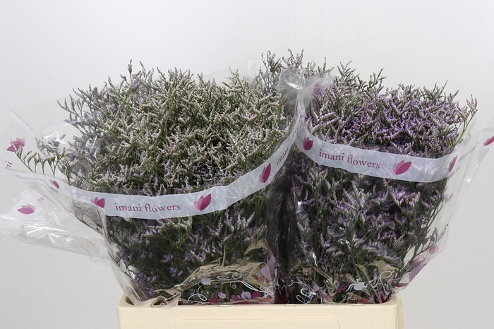 <h4>Limonium ov Safora Lilac</h4>