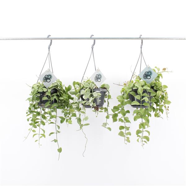 <h4>Dischidia Imbricata Mix Hang</h4>