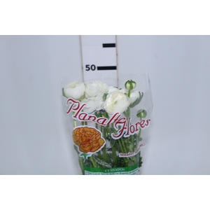 RANUNCULUS BIANCO BRANCO 050 CM