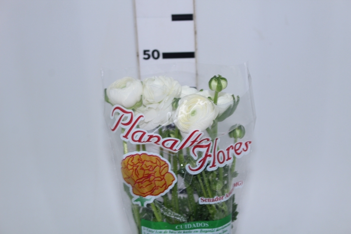 RANUNCULUS BIANCO BRANCO 050 CM