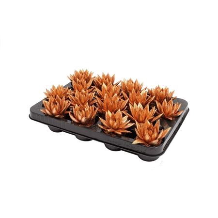 <h4>Echeveria Bronze + Glitter</h4>