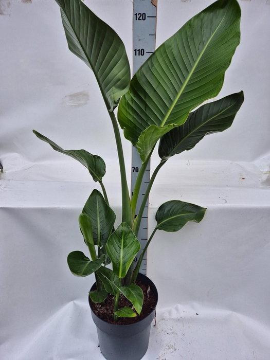 <h4>STRELITZIA NICOLAI</h4>