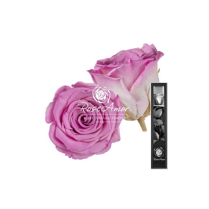 <h4>30cm Stem Bic08</h4>