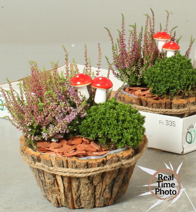 <h4>ARR TUINPLANTEN</h4>