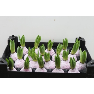 Wax Hyacinth Snow Pink Roze