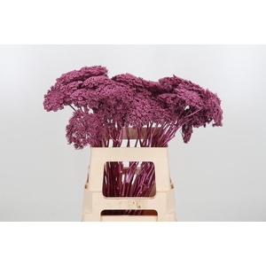 Ammi Zaad Kl Bh Metallic Rose