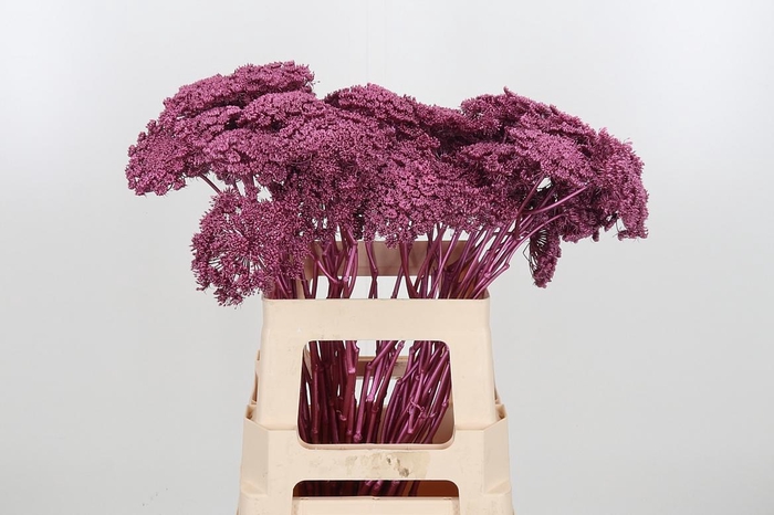 <h4>Ammi Zaad Kl Bh Metallic Rose</h4>