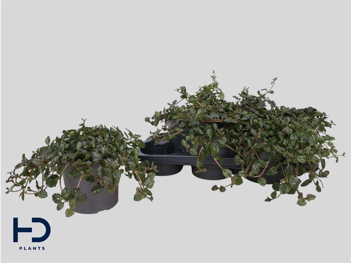 <h4>Ajuga overig</h4>