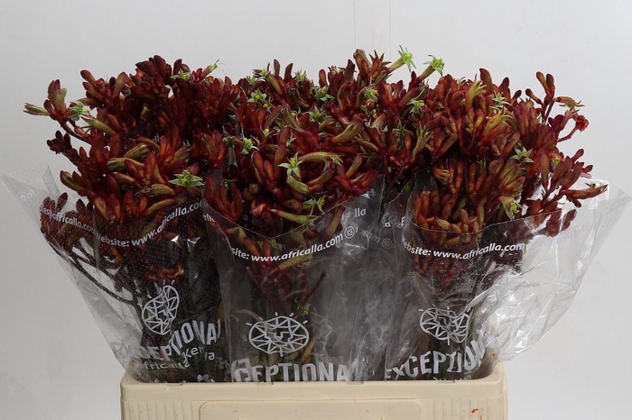 Kangaroo Paw Early Spring Indoor