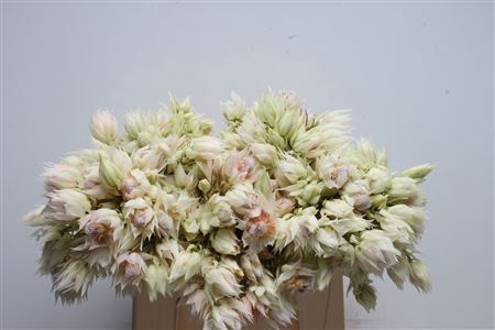 <h4>Blushing Bride Ice Star 4-5</h4>