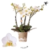 Phalaenopsis Multifloratypes Anthura Lausanne