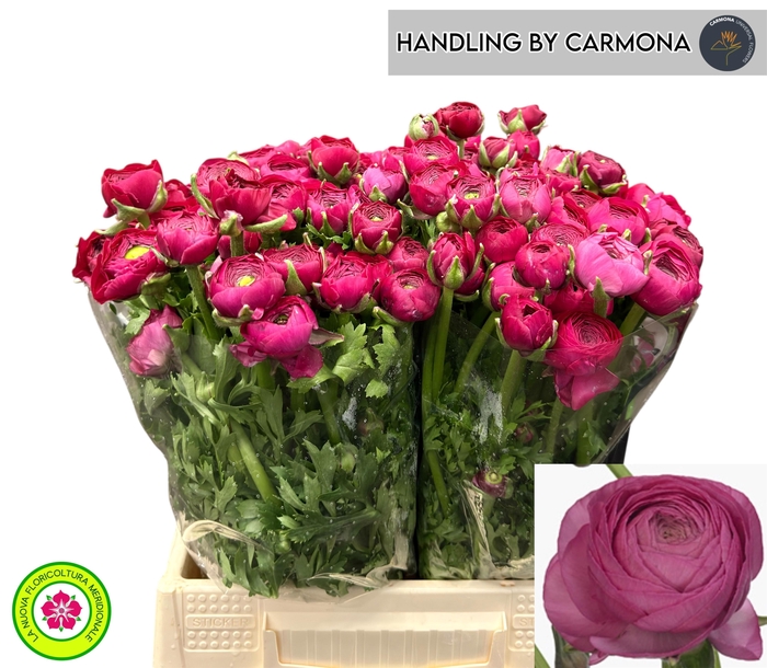 <h4>RAN EL DARK PINK</h4>