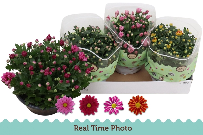 <h4>CHRYS GEM 4 KL</h4>