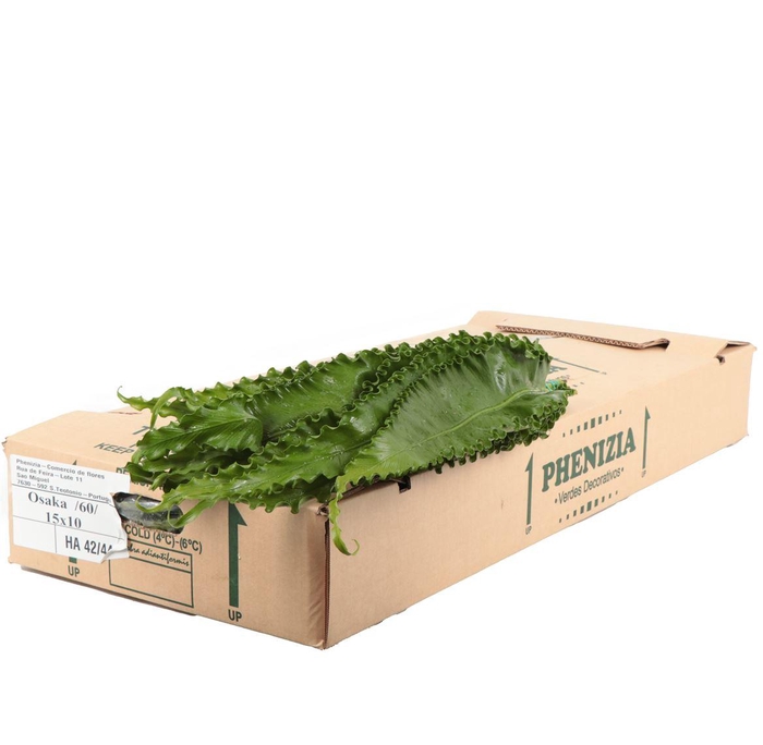 <h4>Asplenium Osaka</h4>