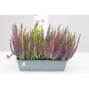 Calluna Beauty Lady Balkonkast