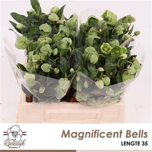 HELL MAGNIFIC BELLS