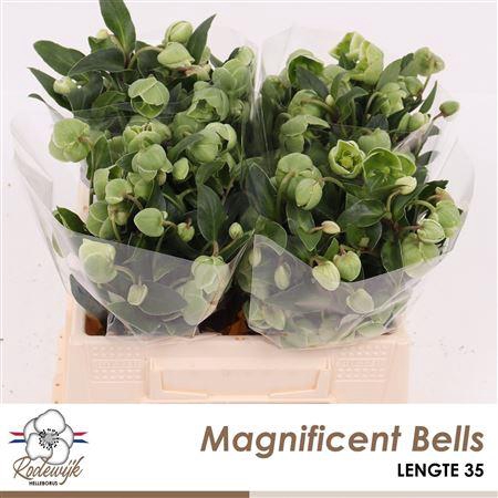 <h4>HELL MAGNIFIC BELLS</h4>