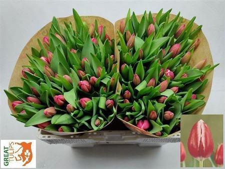 <h4>Tu En Furand</h4>