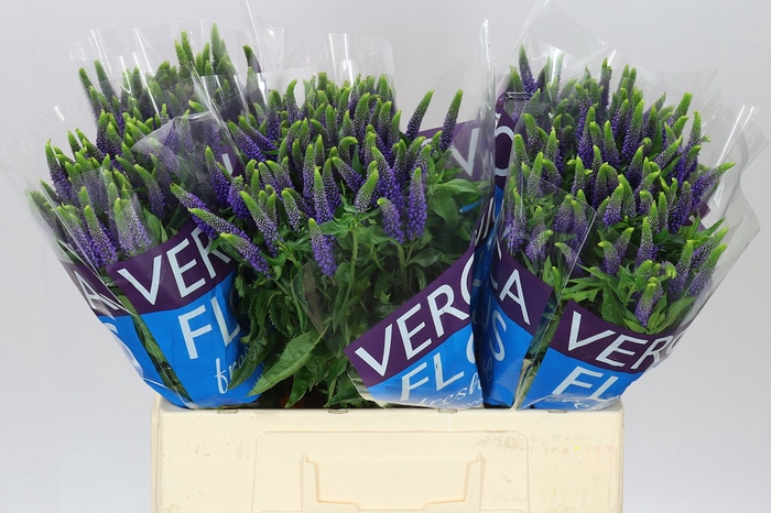<h4>Veronica Spray Diana X 20</h4>