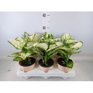 Aglaonema   ...